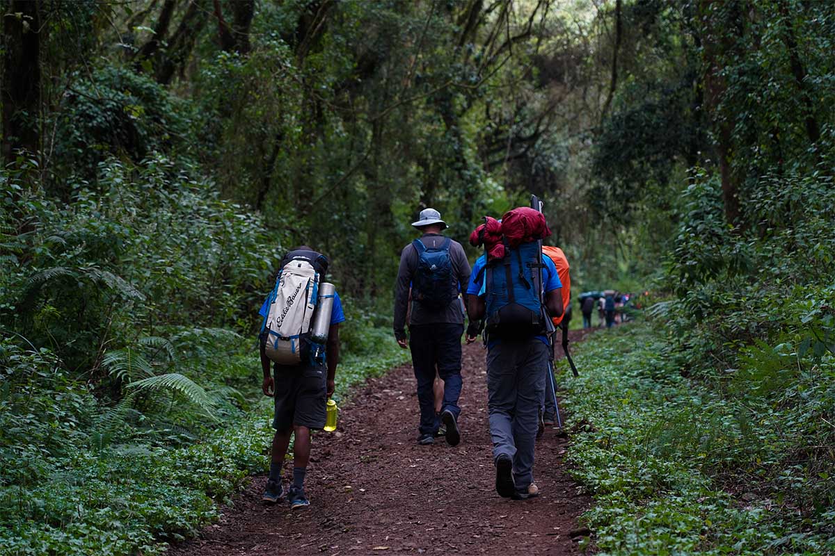 Rainforest In Kilimanjaro